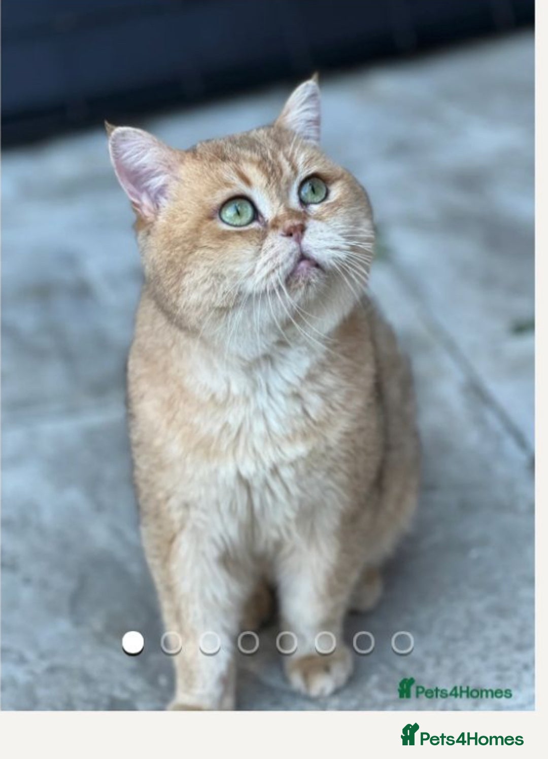 British Shorthair cats for sale: Pedigree Golden BSH Black tipped kitten  - Image 10