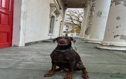 Dobermann dogs for sale: Jupiter - Advert 1