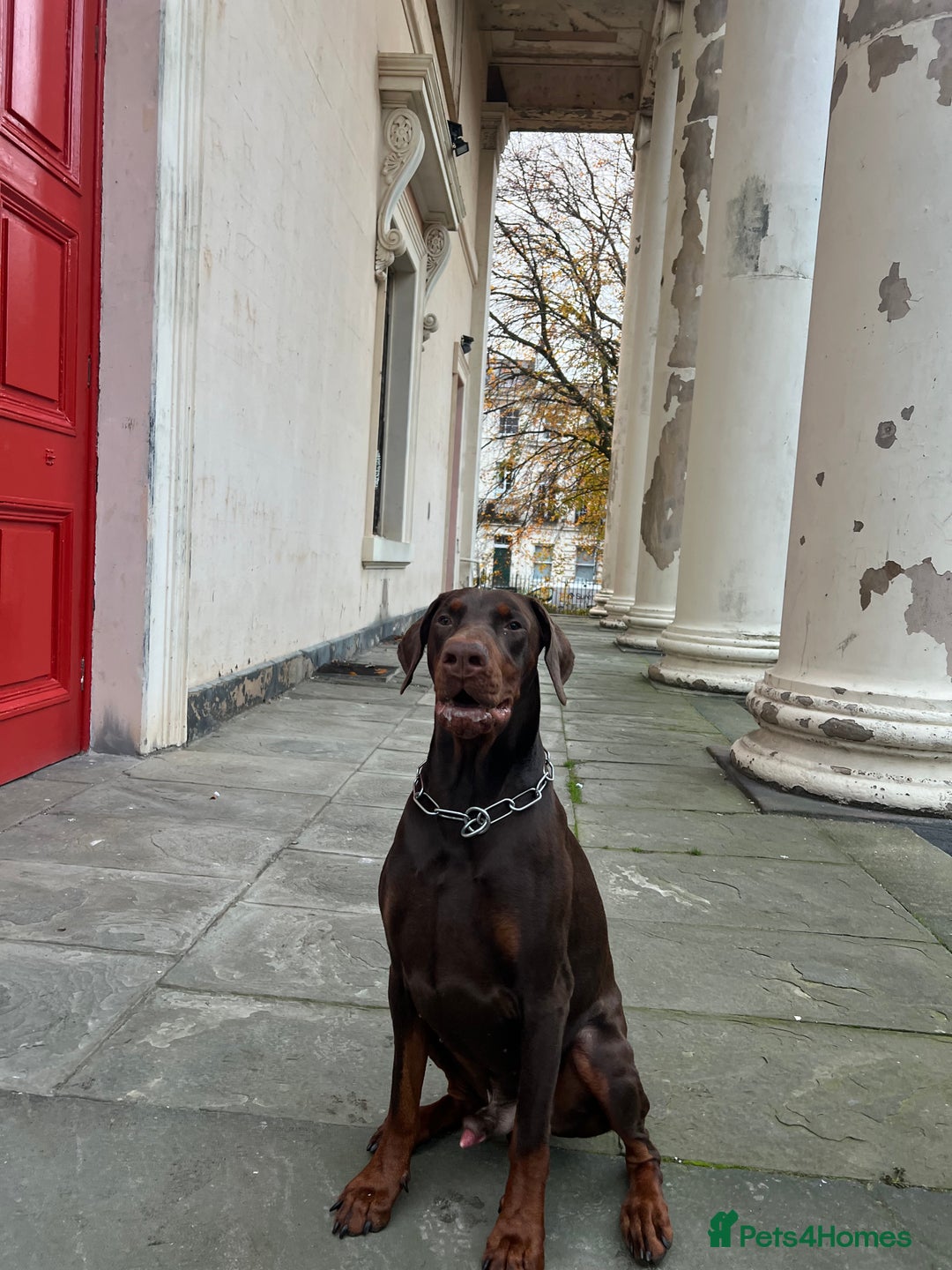 Dobermann dogs for sale: Jupiter - Advert 1