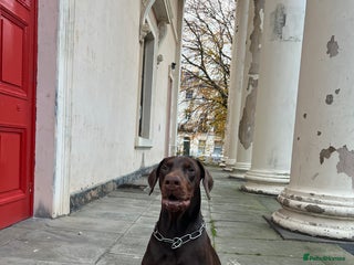 Dobermann dogs for sale: Jupiter - Advert 1