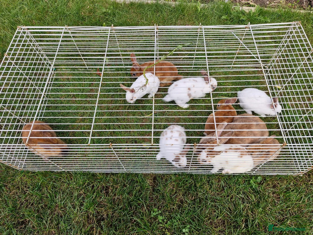Mixed Breed rabbits for sale: bunnies in Plymouth - Advert 2