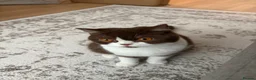 British Shorthair cats for sale: Bicolour British shorthair (brown and white) - Advert 13