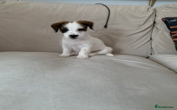 Jack Russell dogs for sale: KC Jack Russell Puppies - One Boy Left! - Image 18