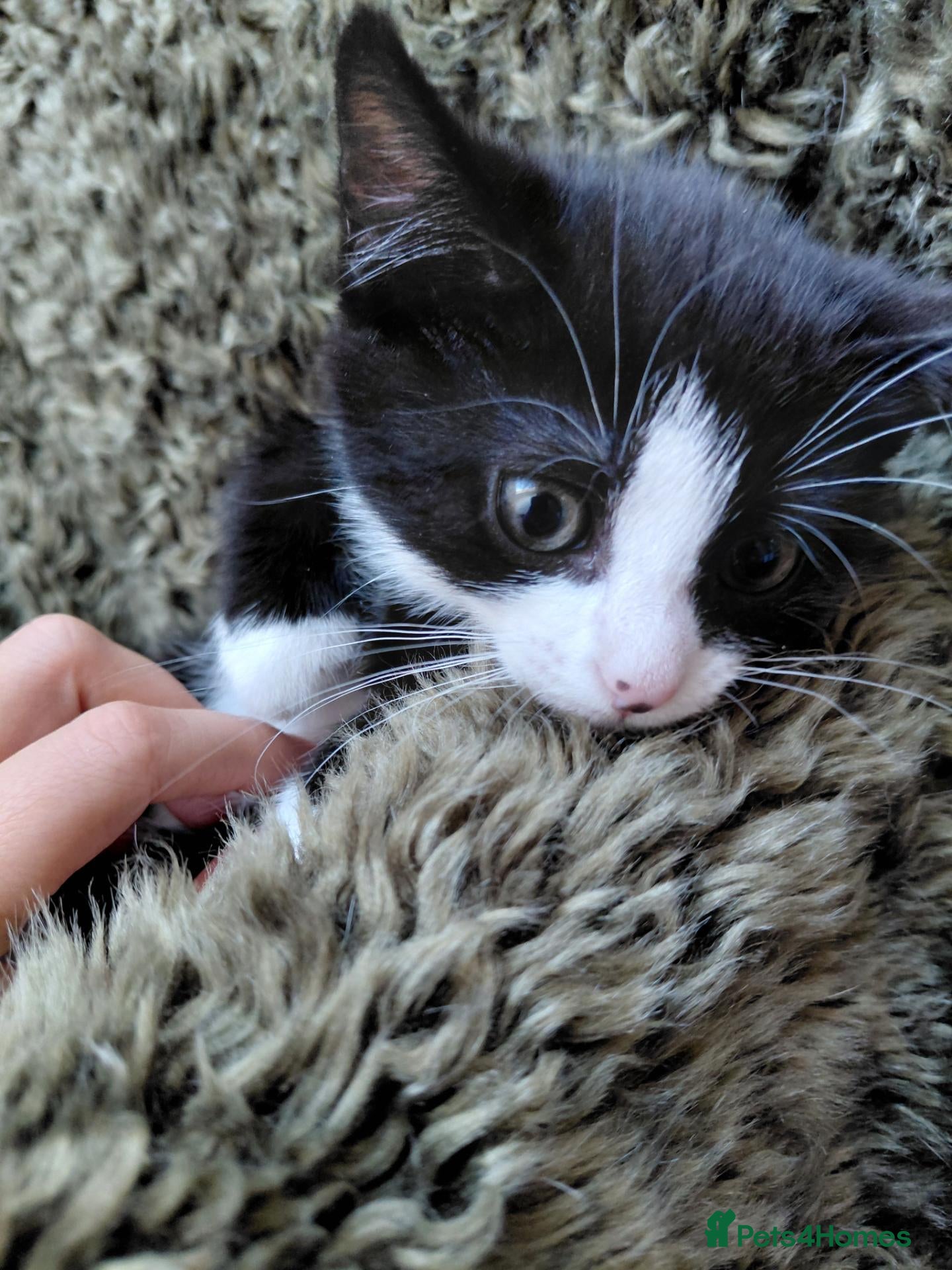 Mixed Breed cats 6 Tuxedo Kittens for Sale Black & White, Ready  - Advert 13