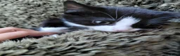 Mixed Breed cats for sale: 6 Tuxedo Kittens for Sale Black & White, Ready  - Advert 7