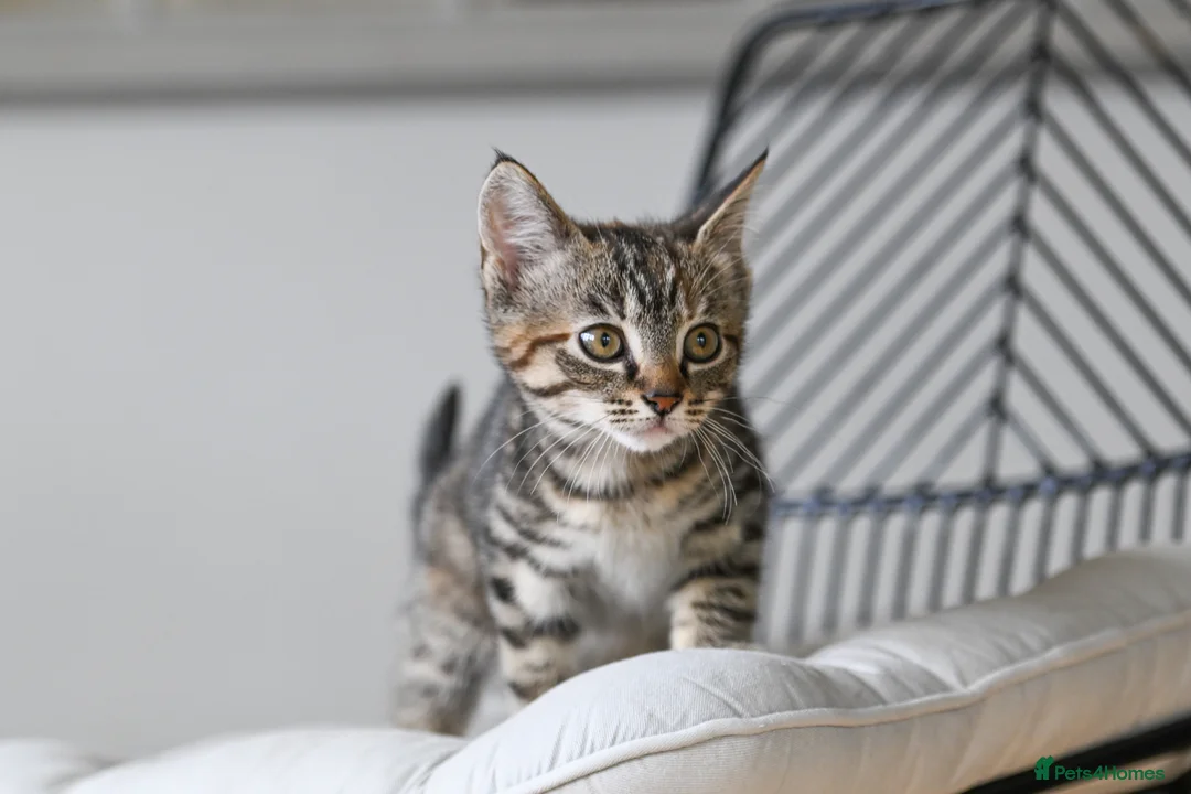 Mixed Breed cats for sale: REDUCED READY TO GO -  1 BOY/GIRL Tabby kittens  - Advert 2