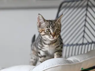 Mixed Breed cats Adorable Tabby kittens - Advert 2
