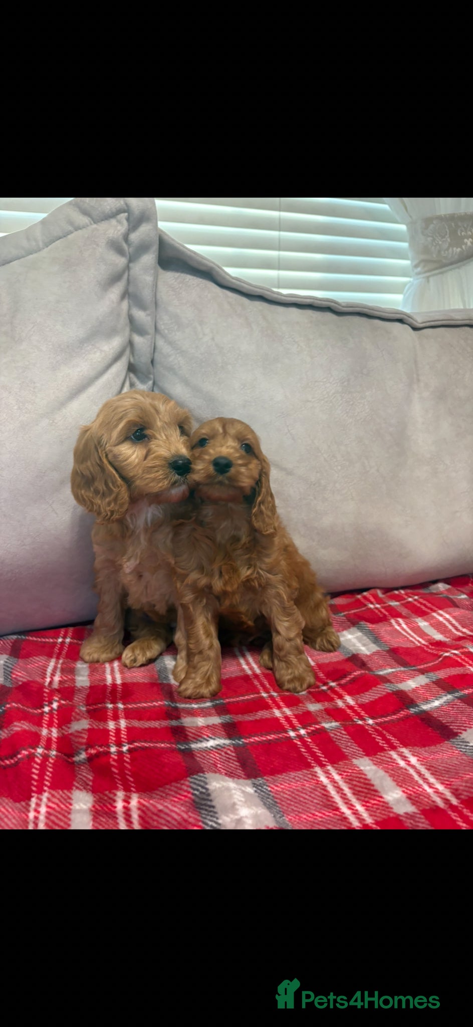 Cockapoo dogs for sale: Stunning red F1b cockapoo puppy’s ready to go  - Advert 5