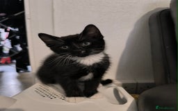 Domestic Shorthair cats for sale: Kittens ready now  - Image 3