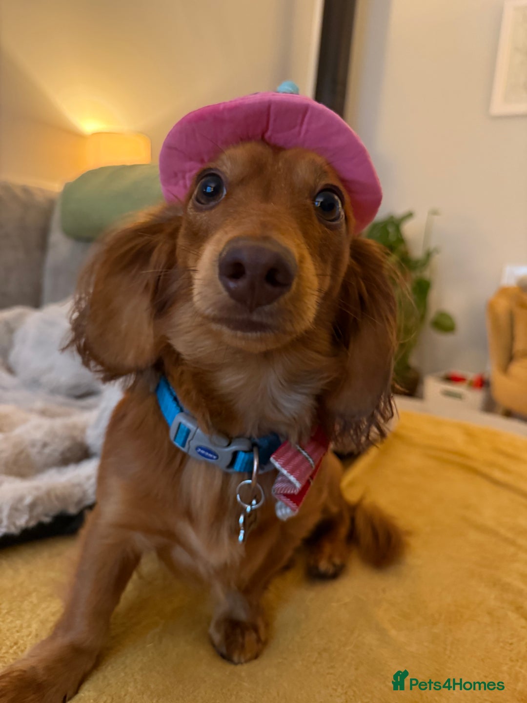 Dachshund dogs for stud: Miniature Red Long Haired Dachshund For Stud  - Image 7