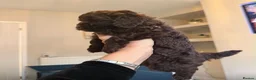 Cockapoo dogs for sale: Beautiful ToyF1BB - Advert 9