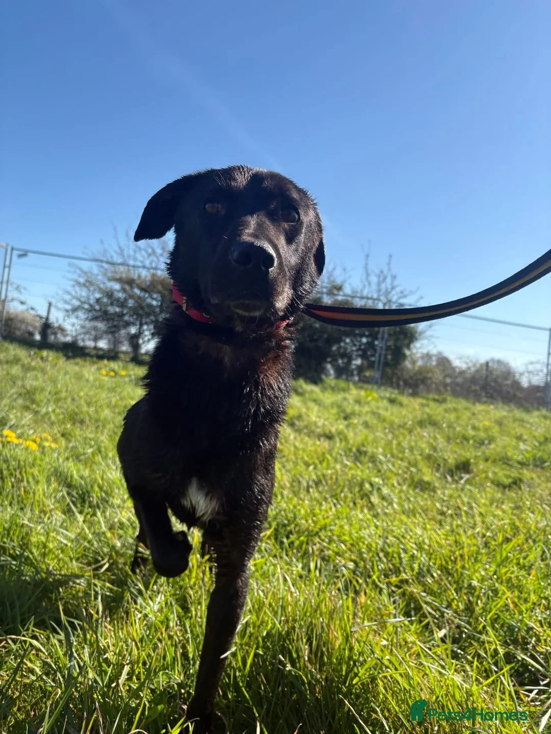 Mixed Breed dogs for adoption: Manuel - Norwich Norfolk  - Advert 21