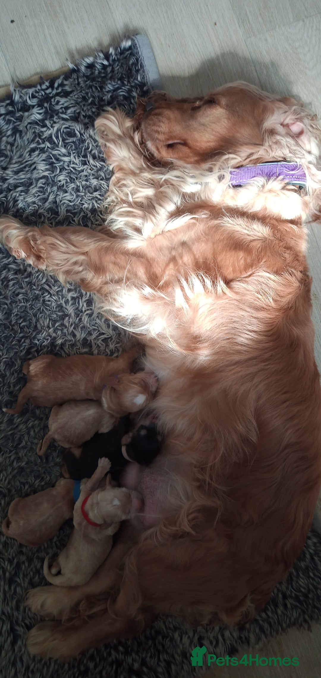Cocker Spaniel dogs for sale: KC reg show cocker spaniel puppies  - Image 1