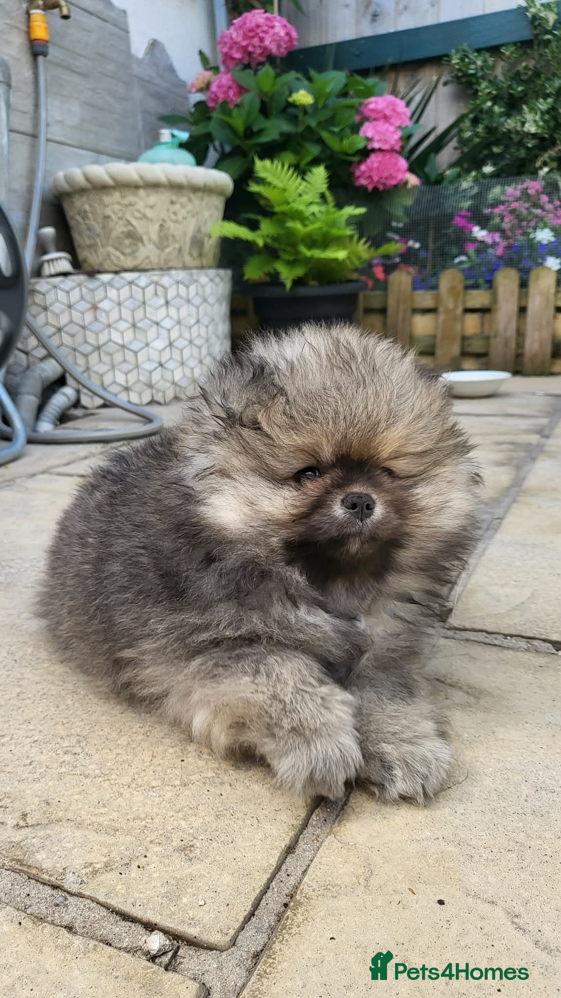 Pomeranian dogs Beautiful KC Reg Pomeranian Boys– Cream&Wolf Sable - Advert 1