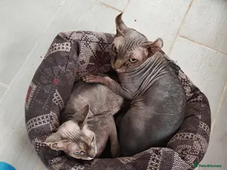 Sphynx cats Natalie howarth - Advert 1