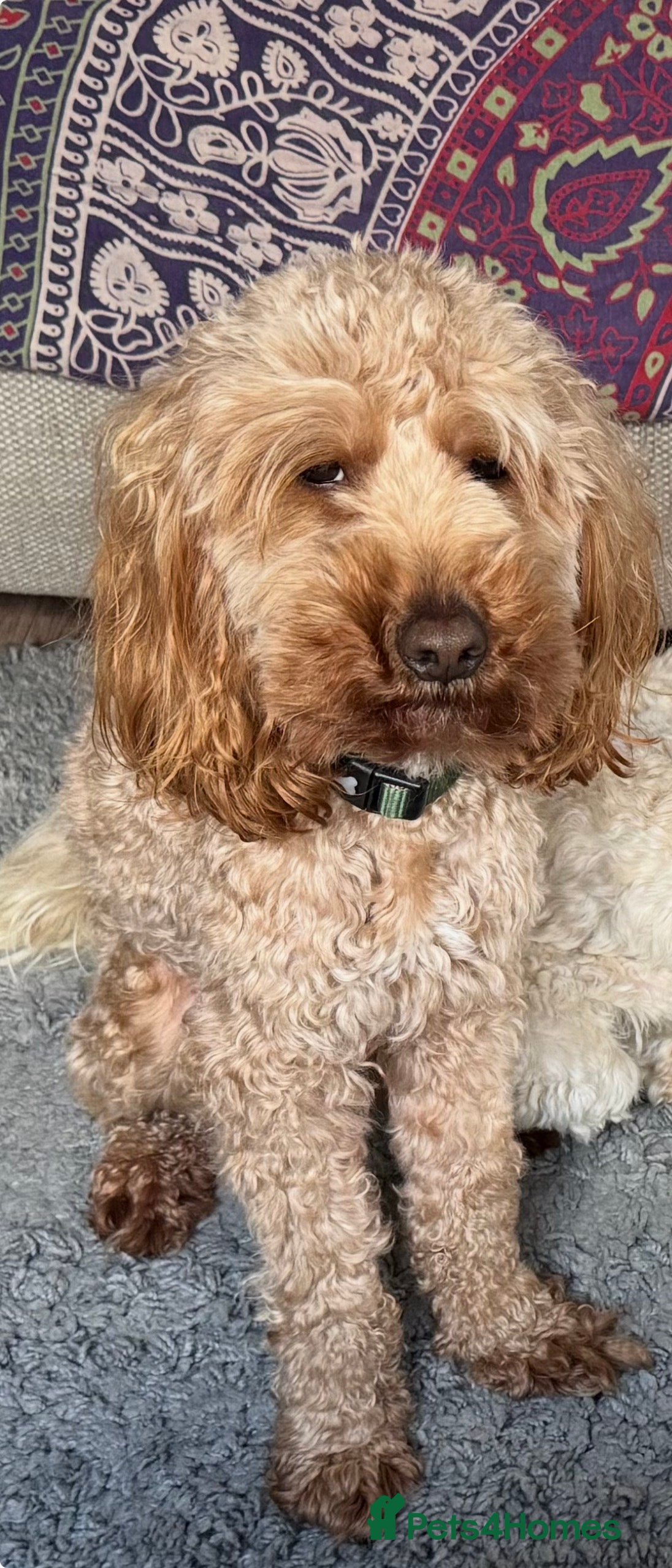 Cockapoo dogs Cockapoo male - Advert 4