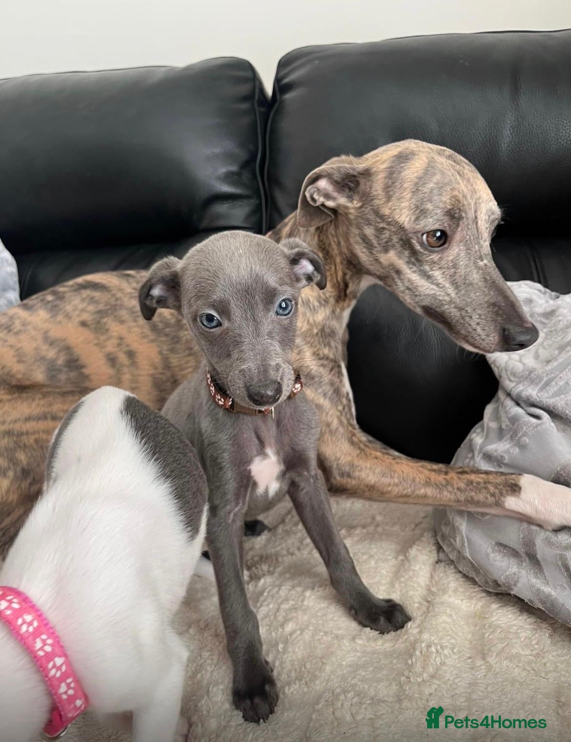 Whippet dogs Whippets  - Advert 1