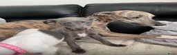 Whippet dogs for sale: Whippets  - Advert 1