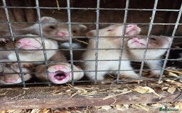 Ferret rodents for sale: 9 Ferrets for sale - Image 4