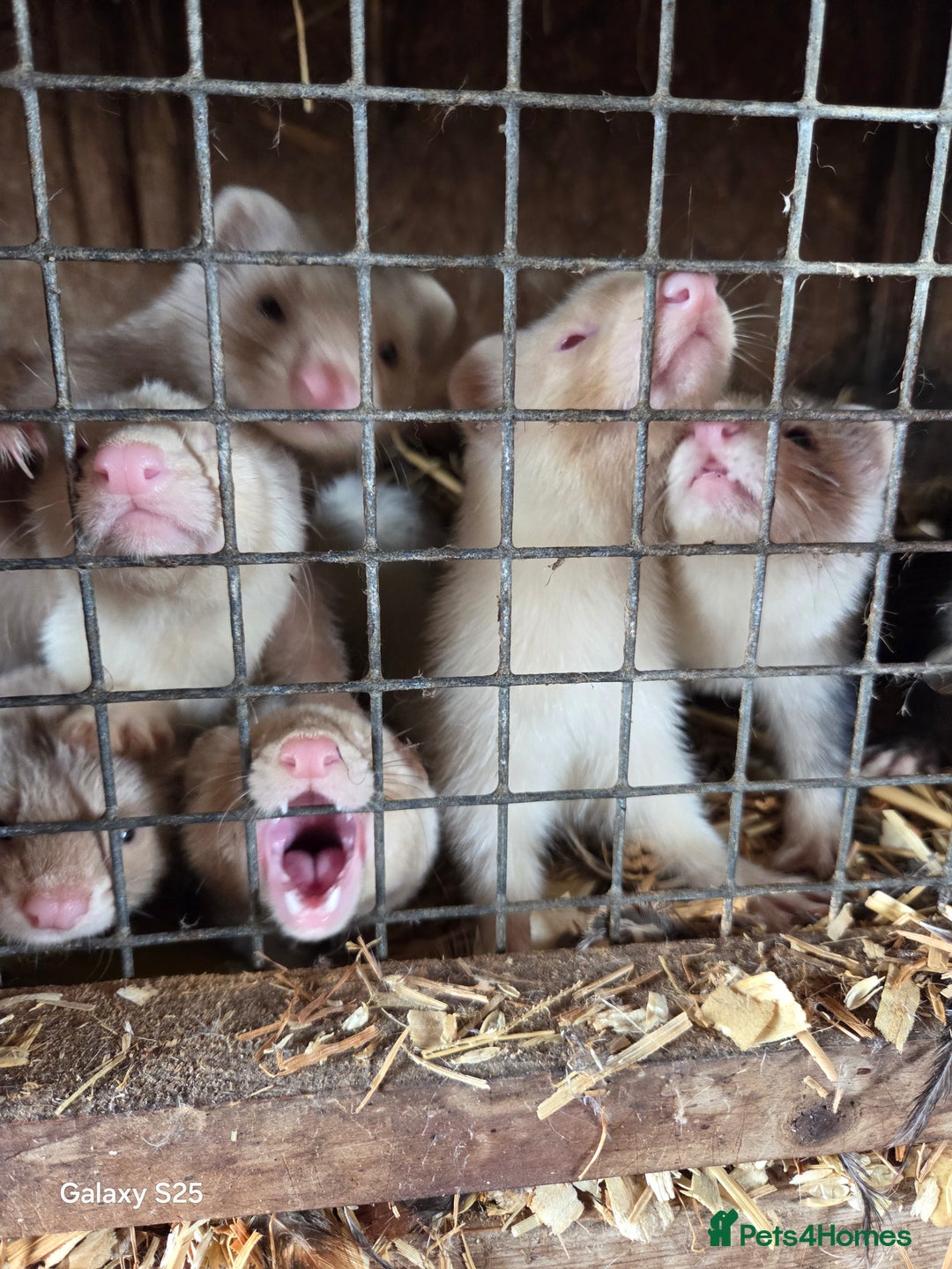 Ferret rodents for sale: 9 Ferrets for sale - Image 4