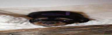 Black & Tan - Girl (Purple Collar)