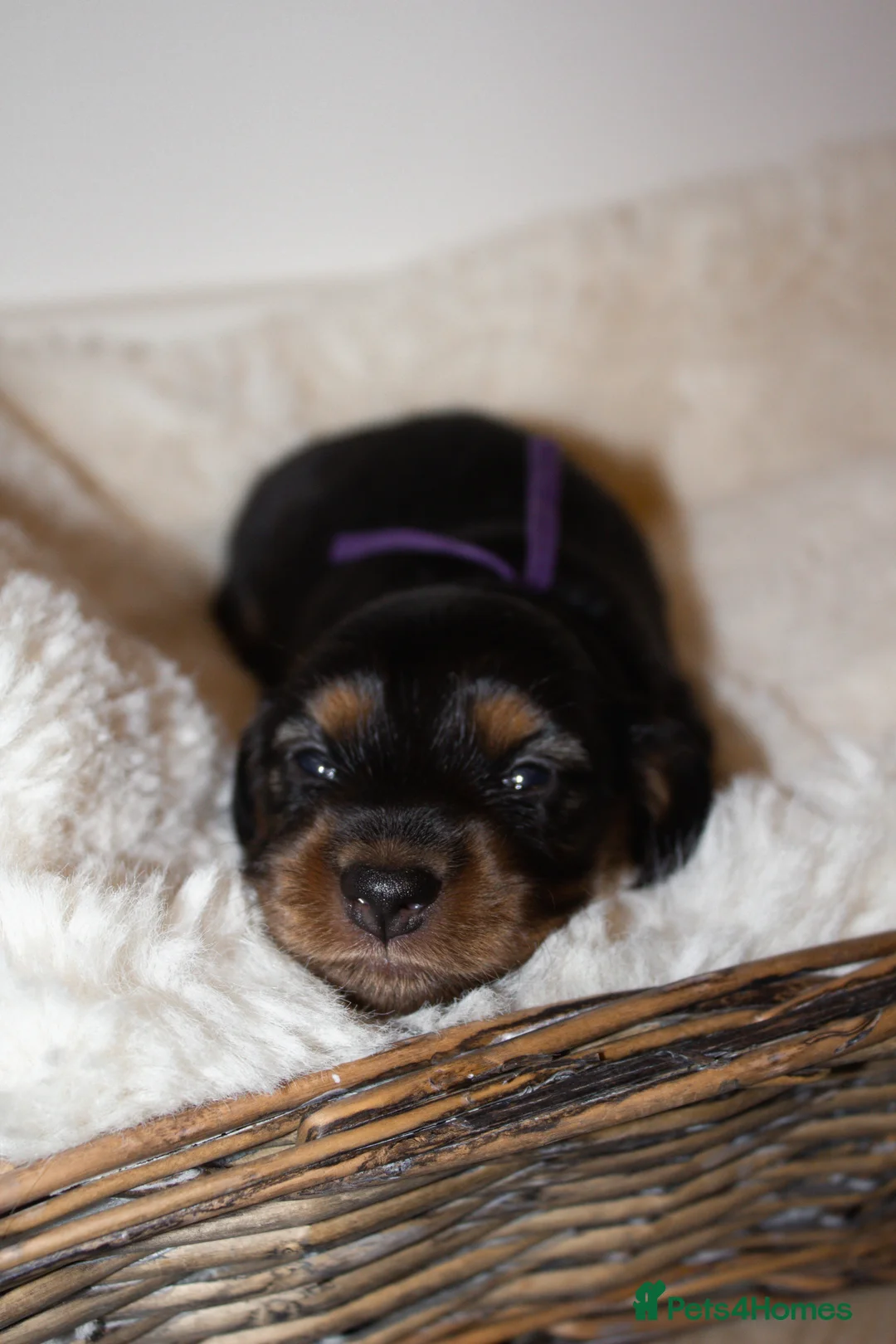 Miniature Dachshund dogs for sale: Miniature Long Haired Dachshund Puppies Available! - Advert 17