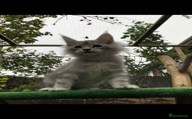 Maine Coon cats - Advert 8