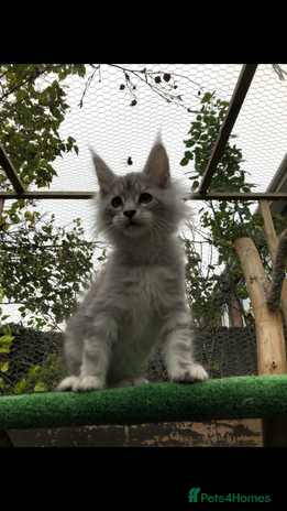 Maine Coon cats - Advert 14