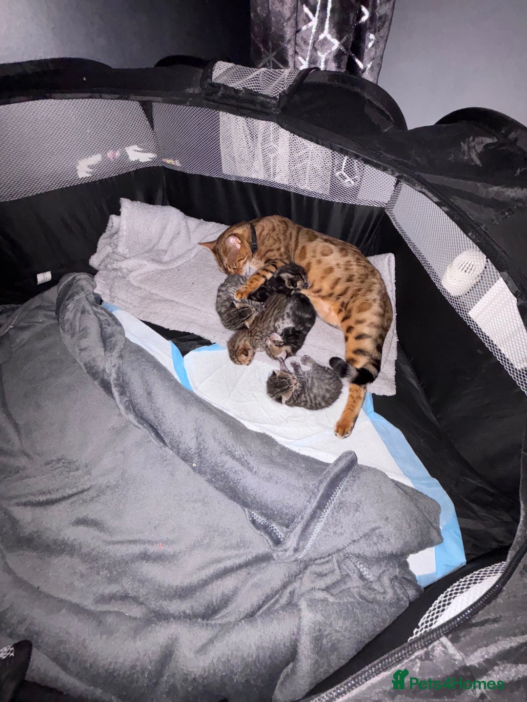 Bengal cats for sale: Bengal X  - Image 4