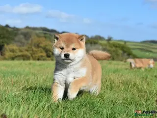 Japanese Shiba Inu dogs for sale: Exceptional Japanese Shiba Inu Puppies - Advert 1