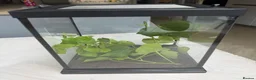Stick Insects invertebrates for sale: FREE Indian Stick Insects Nymphs/ Enclosure £5  - Advert 3