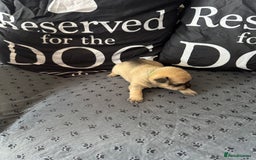 Mixed Breed dogs for sale: French Bulldog cross Manchester Terrier  - Image 5