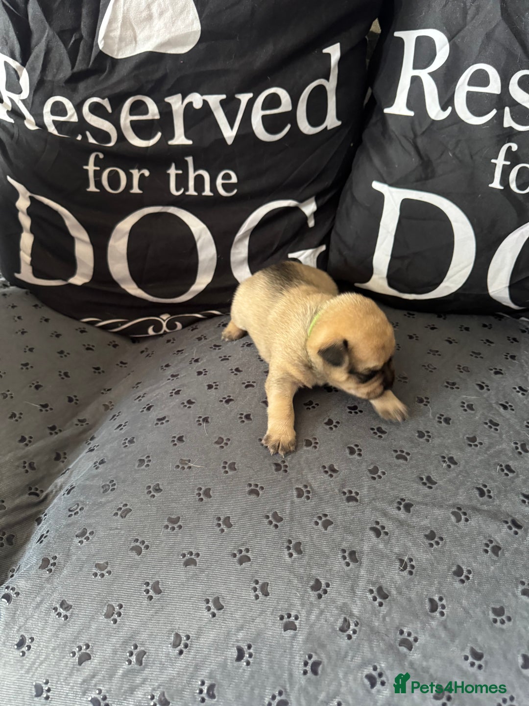 Mixed Breed dogs for sale: French Bulldog cross Manchester Terrier  - Image 5