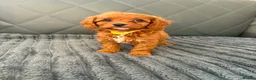 Cavapoo dogs for sale: 6 F1 Cavapoos - Advert 7