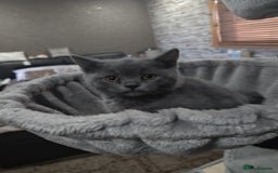 British Shorthair cats for sale: Last Female Gorgeous British Shorthair Kitten - Image 10