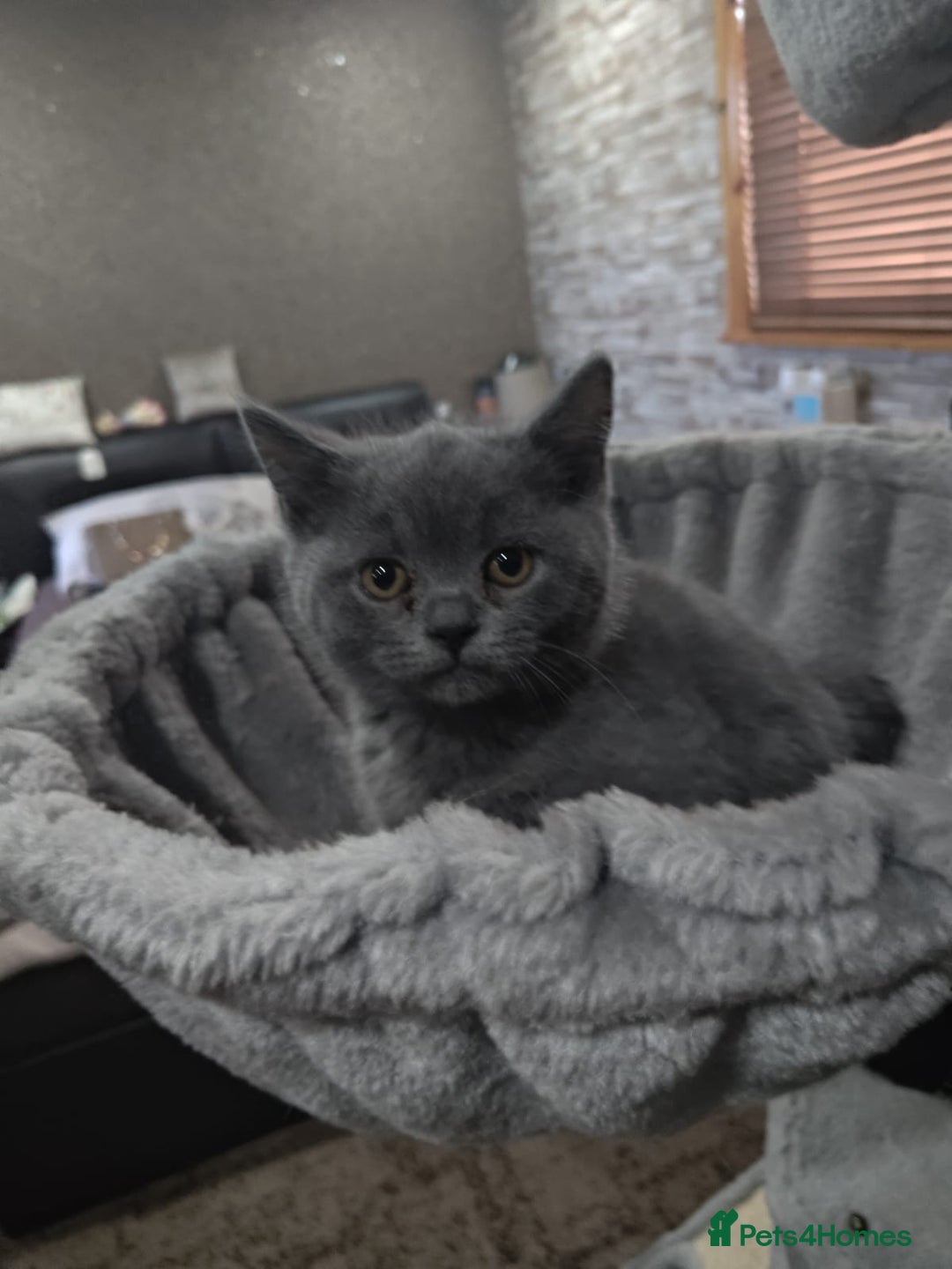 British Shorthair cats for sale: Last Female Gorgeous British Shorthair Kitten - Image 10