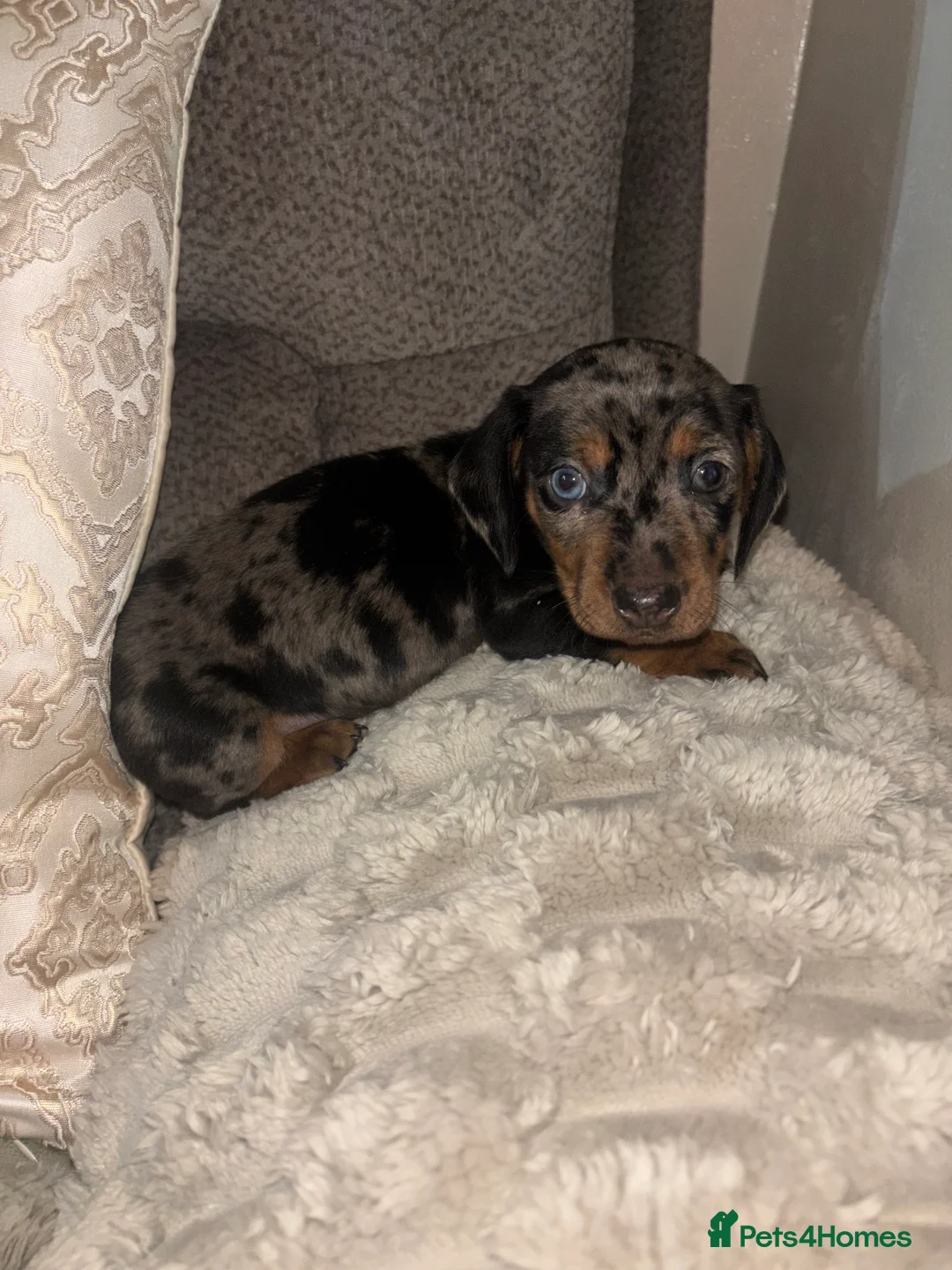 Dachshund dogs for sale: Standard dachshund puppy - Advert 6
