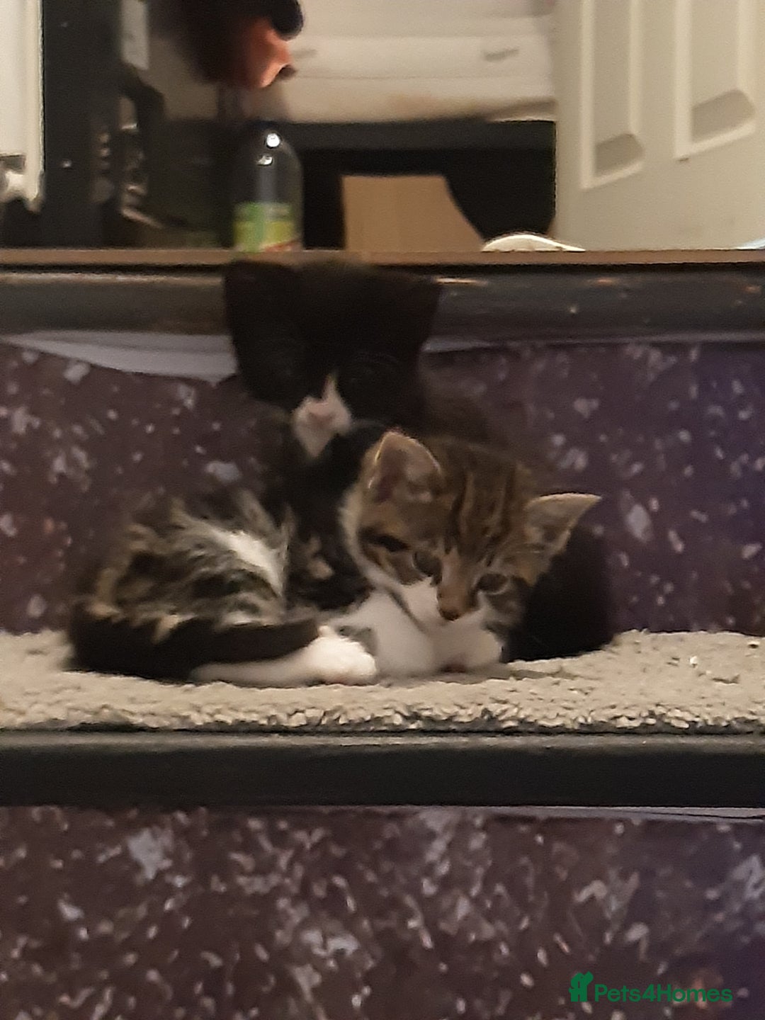 Mixed Breed cats for sale: Ready to go on the 28th - Advert 6