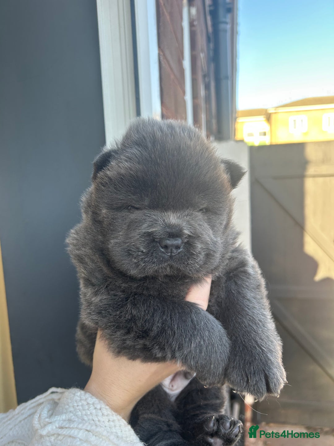 Chow Chow dogs for sale: Chow Chow puppy (top blood lines) - Advert 8