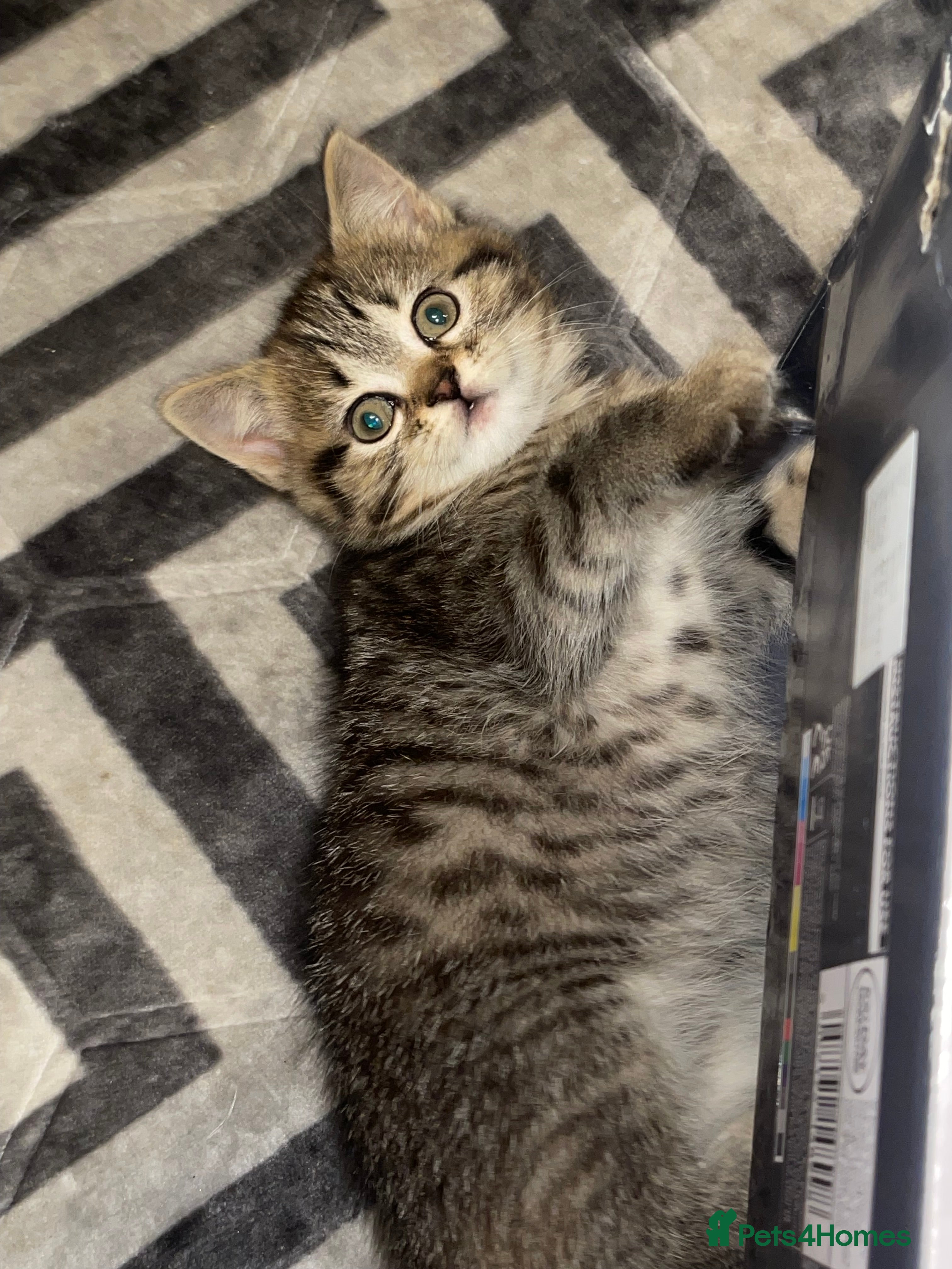 British Shorthair cats Looking for a forever home - Advert 1