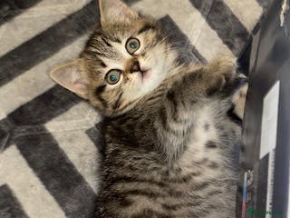 British Shorthair cats Looking for a forever home - Advert 1