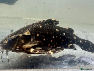 Other/Mixed Breed fish - Advert 4