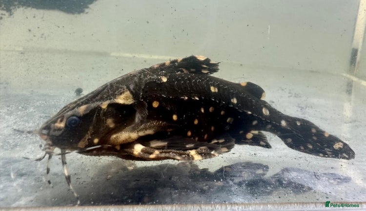 Other/Mixed Breed fish - Advert 19