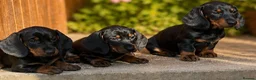 Dachshund dogs for sale: Beautiful KC reg, standard dachshund puppies  - Advert 2
