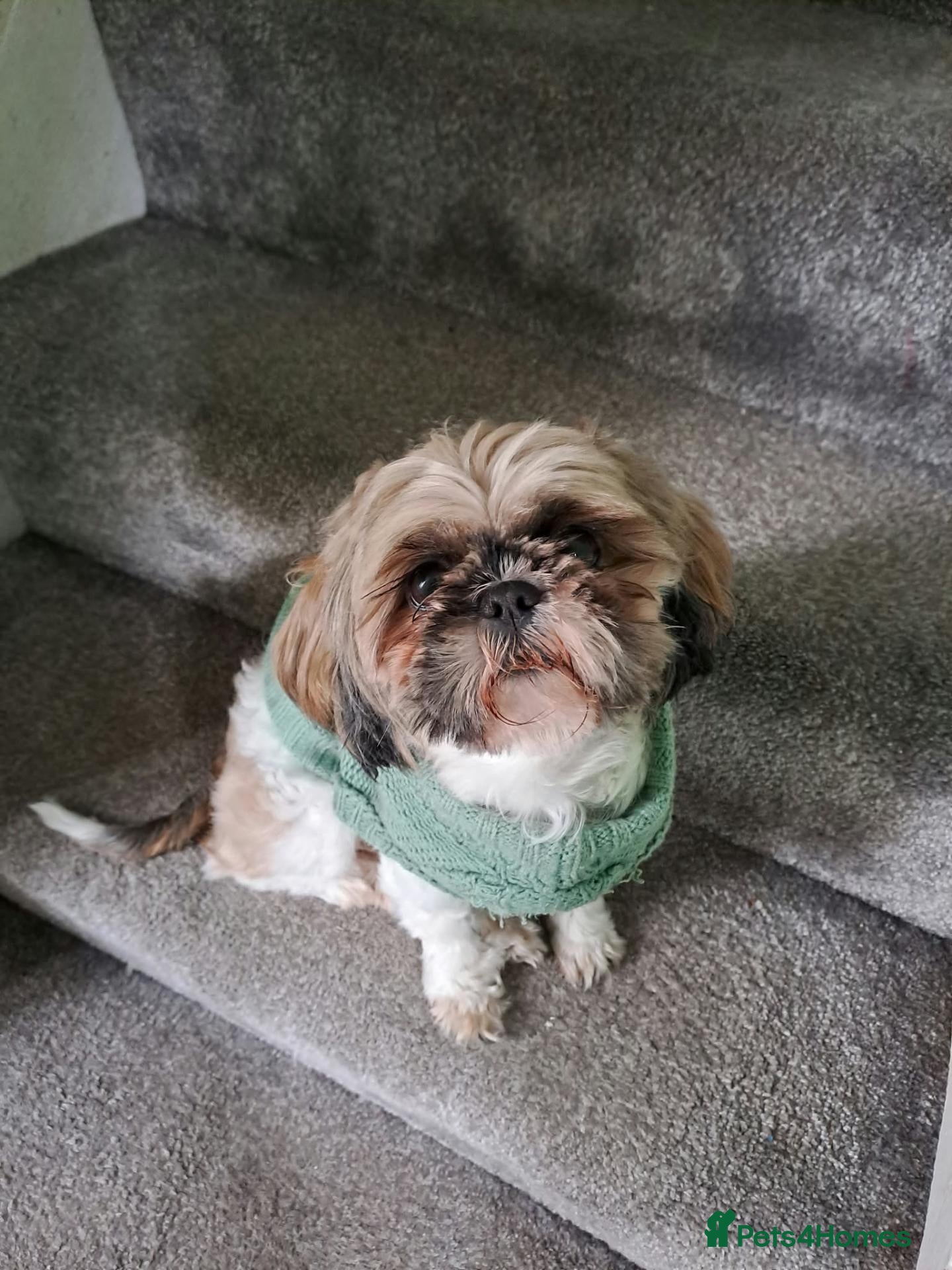Shih Tzu dogs Shih tzu 6y old - Advert 1