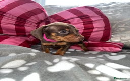 Dachshund dogs for sale: Dachshund puppies  - Image 11