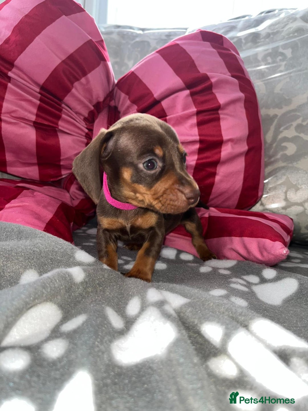 Dachshund dogs for sale: Dachshund puppies  - Image 11