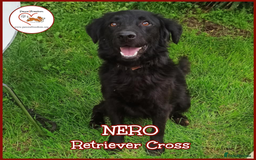 Flat coated Retriever dogs for adoption: NERO FOR ADOPTION IN CORNWALL/DEVON  in Launceston - Image 1