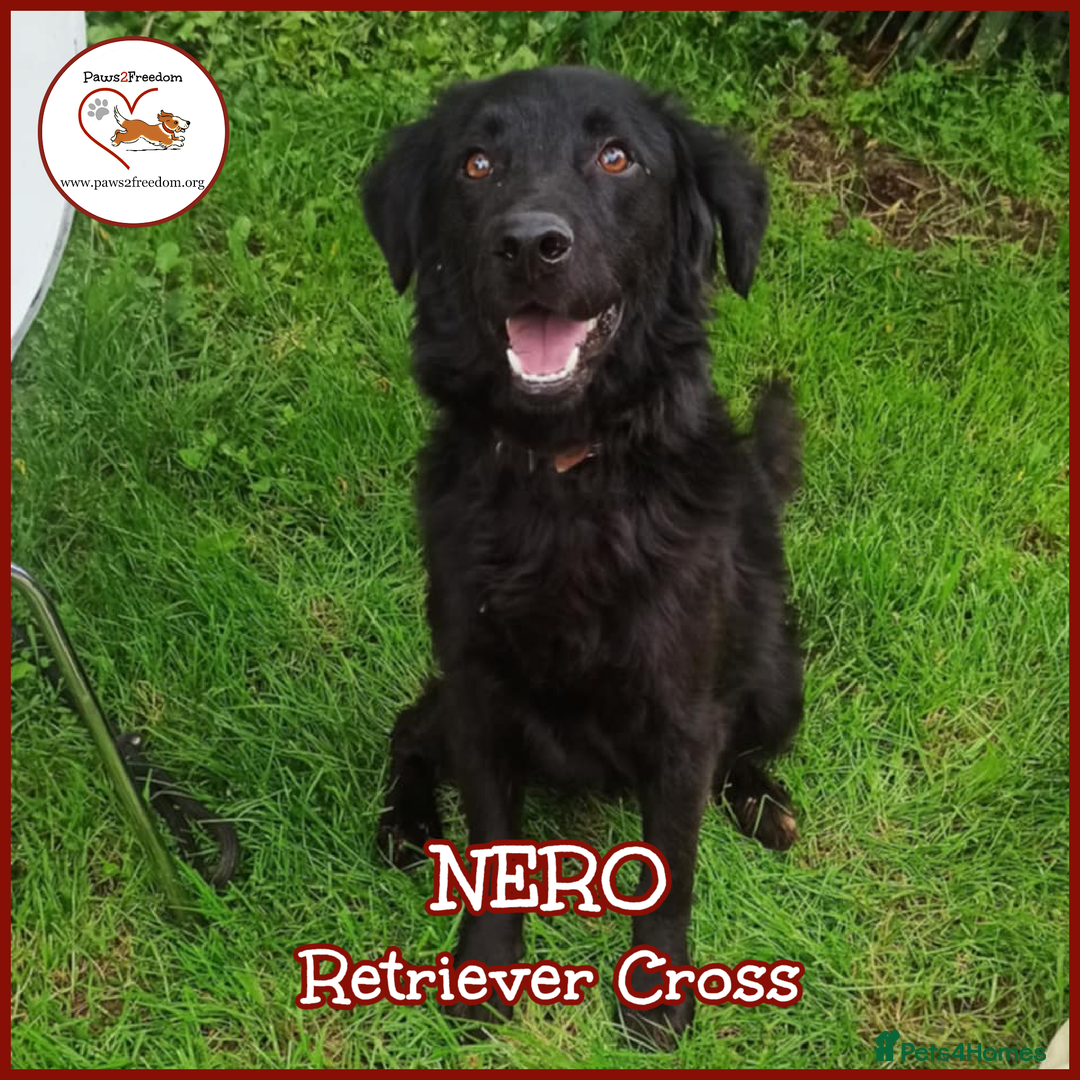 Flat coated Retriever dogs for adoption: NERO FOR ADOPTION IN CORNWALL/DEVON  in Launceston - Image 1
