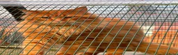 Maine Coon cats for sale: TICA proven active Maine coons  - Advert 4